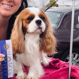 Bucky - Cavalier King Charles Spaniel