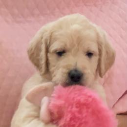 Double Doodle Puppies from Riverside Doodles in Seattle