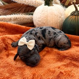 Hazel - Merle female Goldendoodle puppy in Easley, South Carolina from Our Darling Doodles