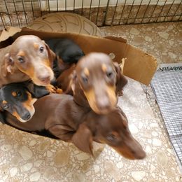Dachshund puppies from Goodwood Standard European Hunting Dachshunds