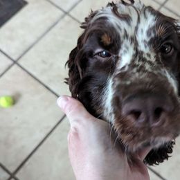 Penelope - English Springer Spaniel