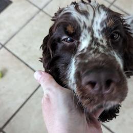 Penelope - English Springer Spaniel