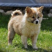 Icelandic Sheepdogs from Thrymheims Icelandics