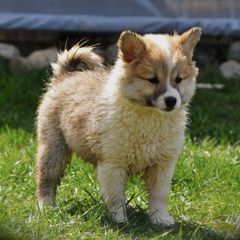 Icelandic Sheepdogs from Thrymheims Icelandics
