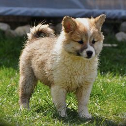 Icelandic Sheepdogs from Thrymheims Icelandics