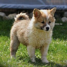 Icelandic Sheepdogs from Thrymheims Icelandics
