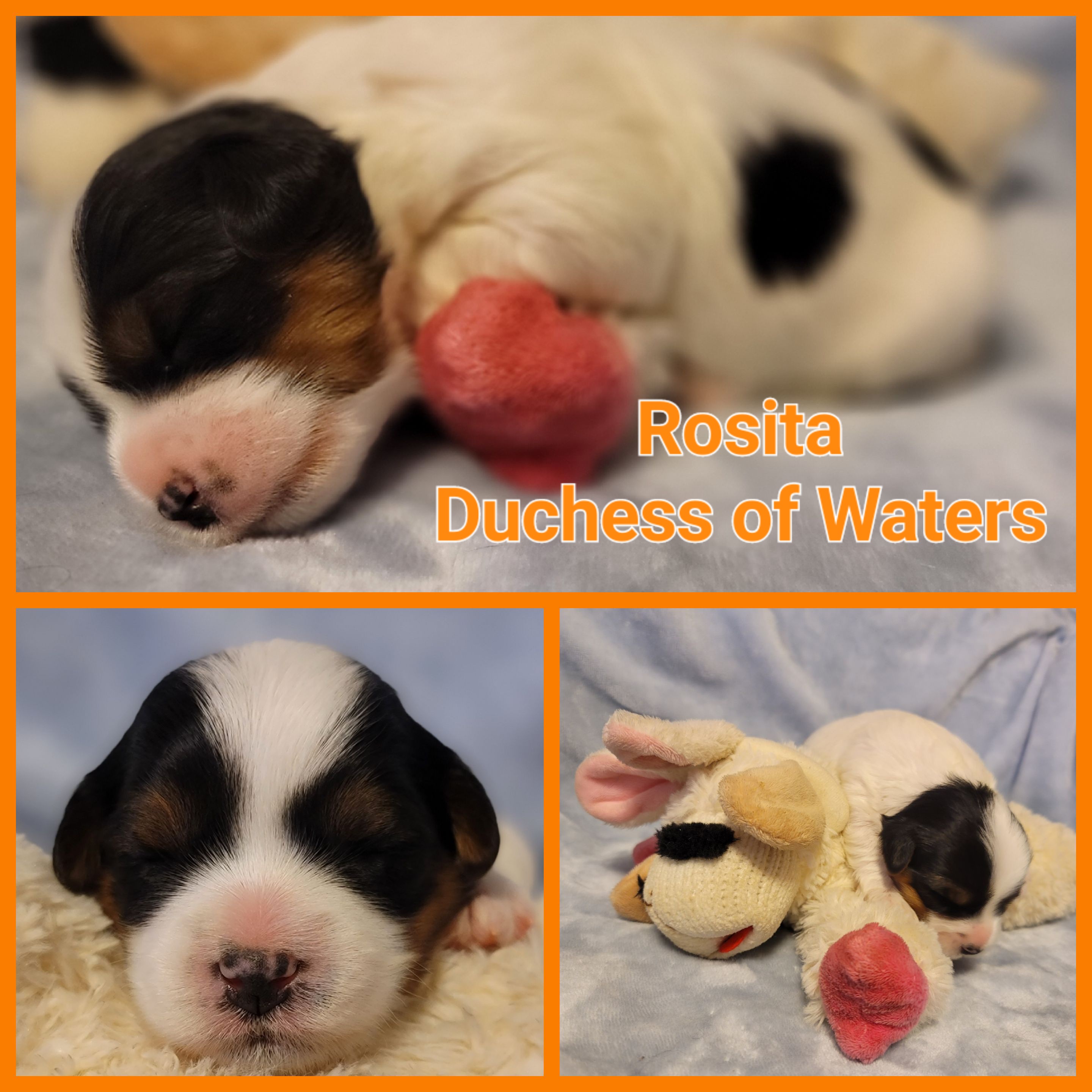 Biewer Terrier Puppies from ORBiT Ohio River Biewer Terriers