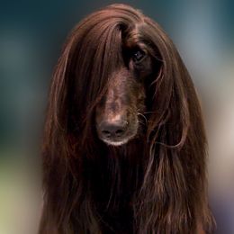 Paco - Afghan Hound