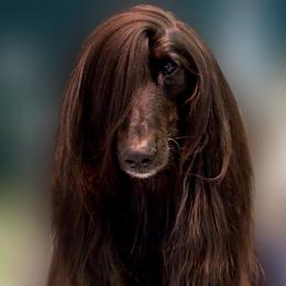 Paco - Afghan Hound