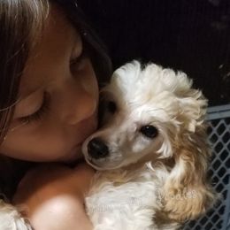 Poodle Puppies from Anna-Ash Poodles