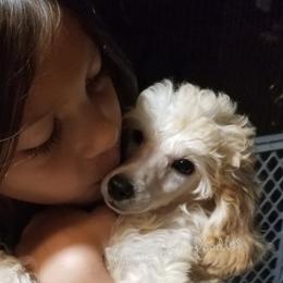 Poodle Puppies from Anna-Ash Poodles