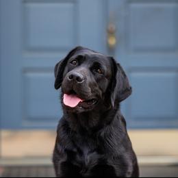 Labrador Retriever All Grown Up from Tidal Retrievers