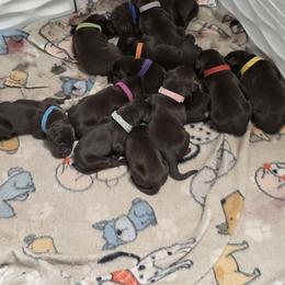 Girl 1 - Liver female German Shorthaired Pointer puppy in West Richland, Washington from Lehmschlog Kennels