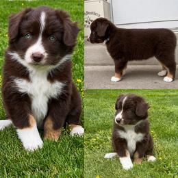 Greenie - Red tri-color female Miniature American Shepherd puppy in Spanaway, Washington from Meadow Run Mini American Shepherds