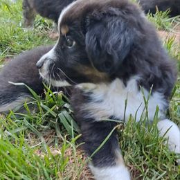 Toy Australian Shepherd Puppies from Honeybee Haven's Toy Aussies