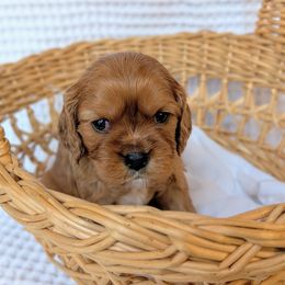 Cedar - Ruby male Cavalier King Charles Spaniel puppy in Medford, Wisconsin from Panache Puppies