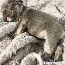 French Bulldog and Rottweiler Puppies from Rott'N'Frenchies
