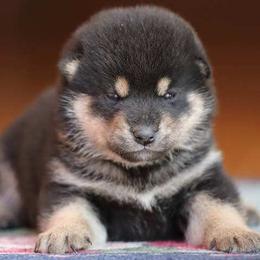 Shiba Inu Puppies from Bay Area Shiba Inu