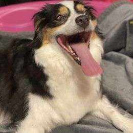 Miniature Australian Shepherds from Wild Arrow Aussies
