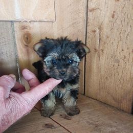 Girl 1 - Black and tan female Yorkshire Terrier puppy in Jamestown, Tennessee from Green Ridge