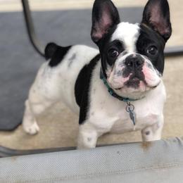 French Bulldog Puppies from Legend French Bulldogs