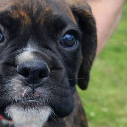 Boxers from Pati's Boxer Puppies