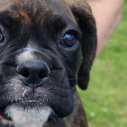 Boxers from Pati's Boxer Puppies