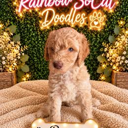 Rowan - Cream male Goldendoodle puppy in Moreno Valley, California from Rainbow SoCal Doodles