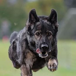 German Shepherds from BlackIce Siberians & German Shepherds
