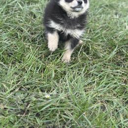 Aphrodite - Black and white female Pomsky puppy in Oak Harbor, Washington from Island Pomskies