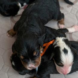 Boy 2 - Black and white male Bernedoodle puppy in Travelers Rest, South Carolina from Bernedoodle.do