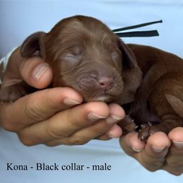 Kona - Caramel red male Australian Labradoodle puppy in Morgan Hill, California from Loving Labradoodle