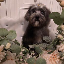 Hyacinth - Silver-beige  female Poodle puppy in Washington from Mt.BakerPoodles&Doodles