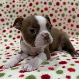 Laney (dk pink) - Red female Boston Terrier puppy in Hanover, Pennsylvania from Eastview Boston Terriers