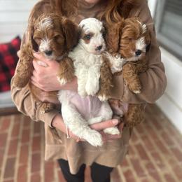 Cavapoo puppies from West Cobb Dogs