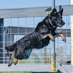 Belgian Malinois and German Shepherds from Légende Vivante Du Chief Kennel