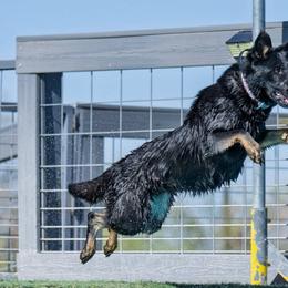 Belgian Malinois and German Shepherds from Légende Vivante Du Chief Kennel