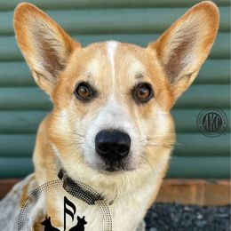 Mox - Red male Pembroke Welsh Corgi puppy in Casper, Wyoming from Flying Note Shorties