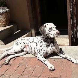 Shadow - Dalmatian