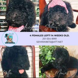 Poodle Puppies from Semmy’s standard Poodle