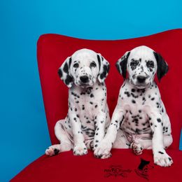 Dalmatian and Doberman Pinscher Puppies from Lorelei Legends