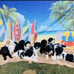 Goldendoodle Puppies from Happy Valley Doodles