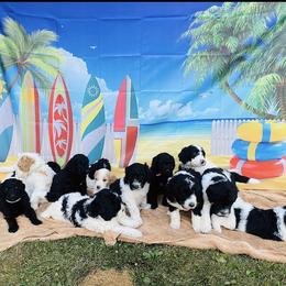 Goldendoodle Puppies from Happy Valley Doodles