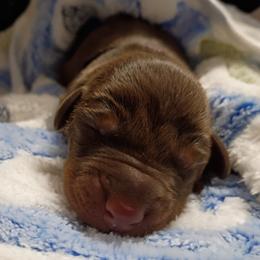 Mint collar - Red and rust male Doberman Pinscher puppy in Antioch, Tennessee from Aiba Doberman's