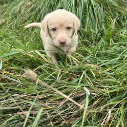 Chesapeake Bay Retriever Puppies from GemiLamb Gun Dogs
