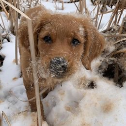 Golden Retrievers from Dusty Road Kennels