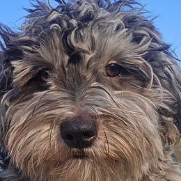 Bentley - Merle male Maltipoo puppy in Lebanon, Kentucky from Mosaic Merle Doodles