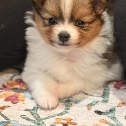 Pomeranian Puppies from ThePomPack