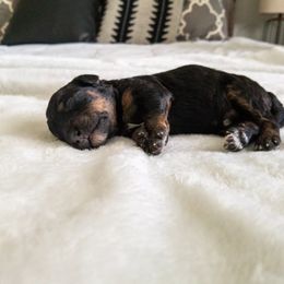 Bernedoodle Puppies from Minnie's UpNorth Doodles