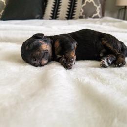 Bernedoodle Puppies from Minnie's UpNorth Doodles